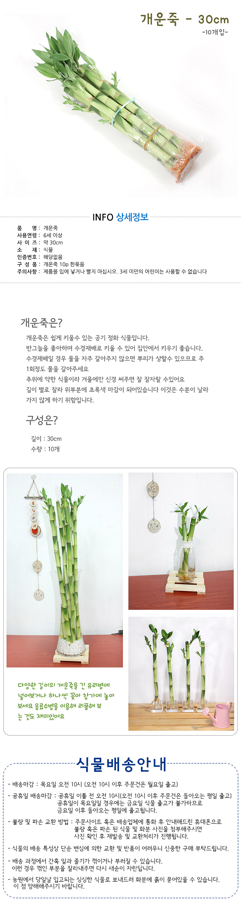 개운죽30cm- 10p 9,500원 - 에코키즈 인테리어, 가드닝, 식물, 씨앗/모종 바보사랑 개운죽30cm- 10p 9,500원 - 에코키즈 인테리어, 가드닝, 식물, 씨앗/모종 바보사랑